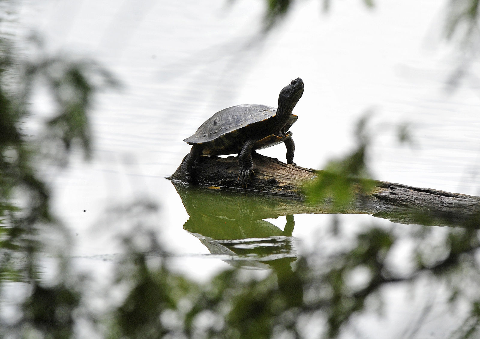 083015-nws-outtakes-turtle.jpg